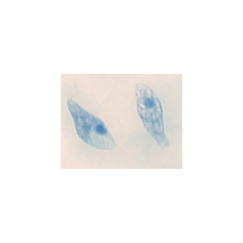 Euglena, m.e.