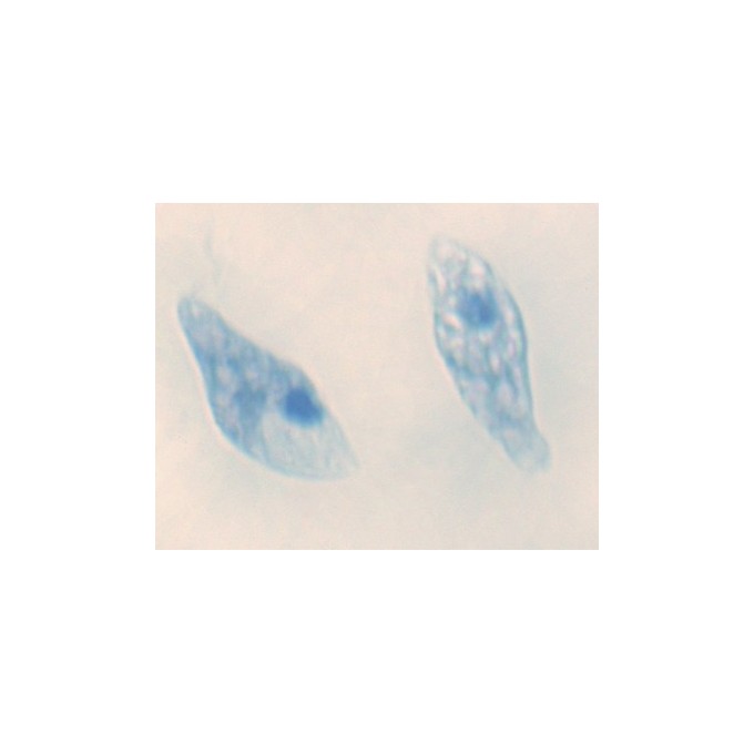 Euglena, m.e.