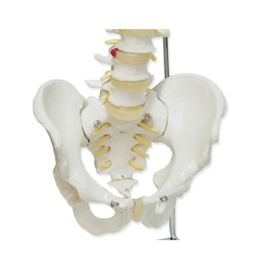 Columna vertebral flexible