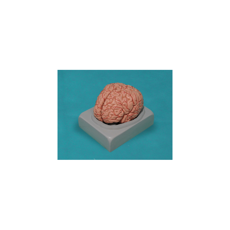 Cerebro humano, 2 partes